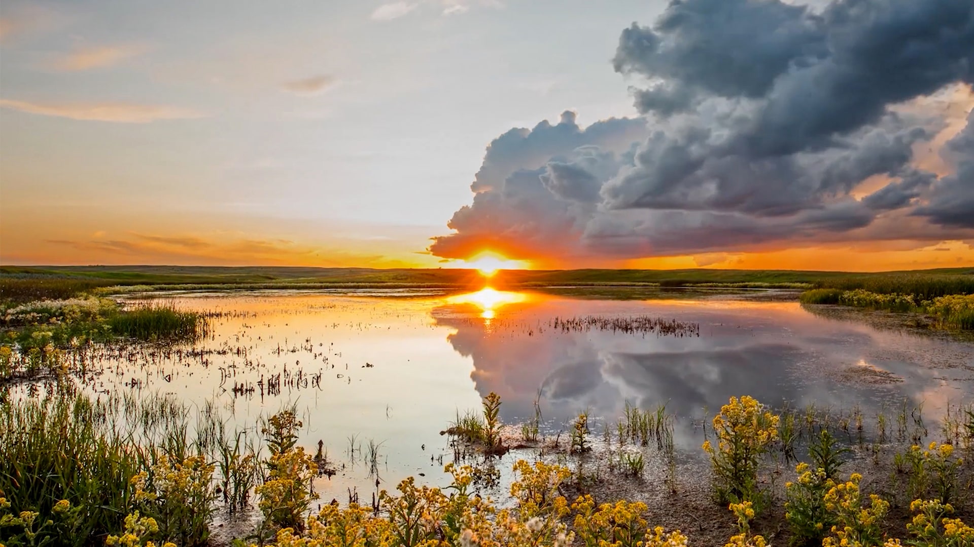 “wings” In Imax – Max Mcgraw Wildlife Foundation